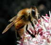 bee_sm.JPG