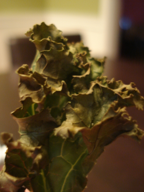 dsc06880.JPG