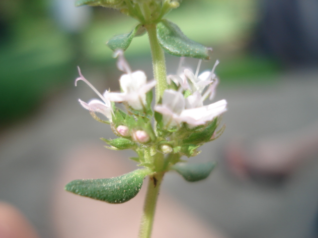 dsc08612.JPG