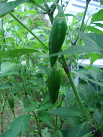 DSC02149