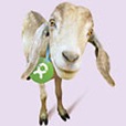 sb-goat