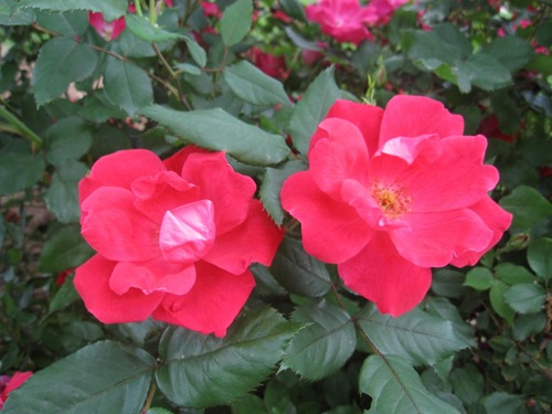 IMG_5301 (1024x768)