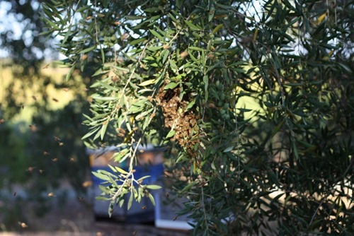 IMG_3439 (640x427)