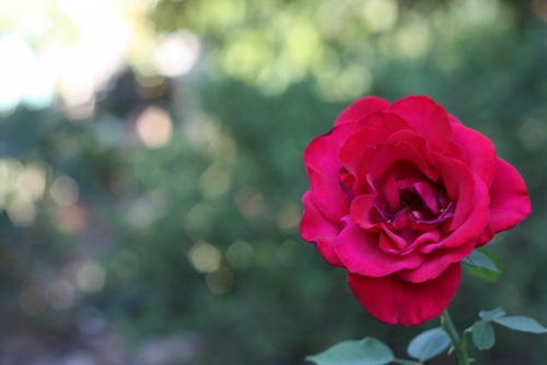 IMG_3448 (640x427)