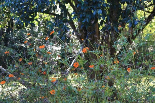IMG_3991 (640x427)