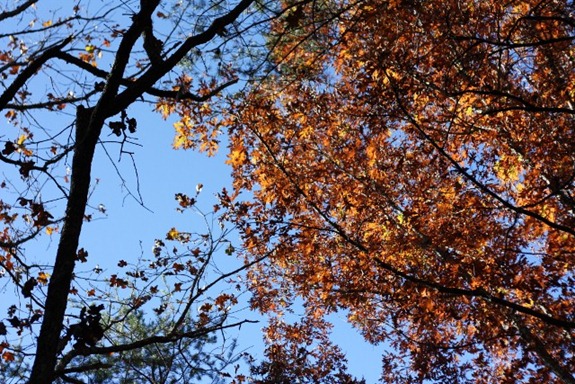 IMG_8857 (640x427)