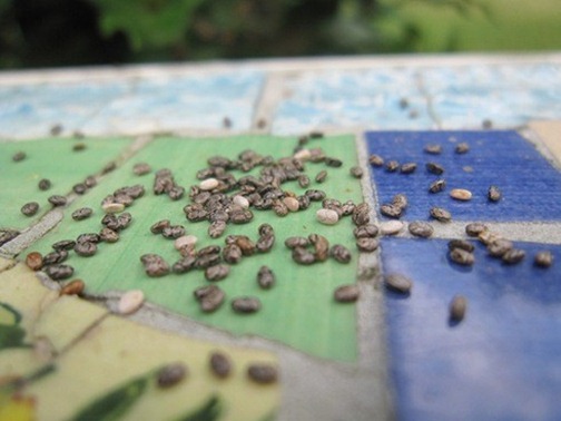 Chia seeds (490x368)