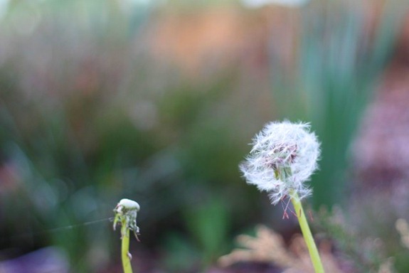 IMG_8656 (640x427)