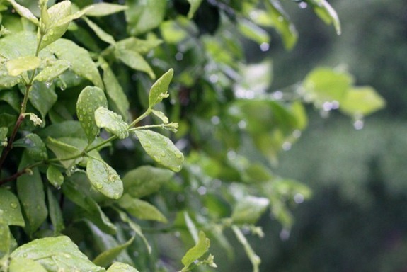 IMG_0894 (640x427)