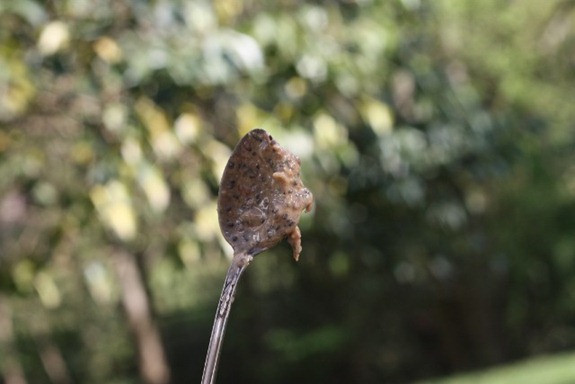 IMG_9964 (640x427)