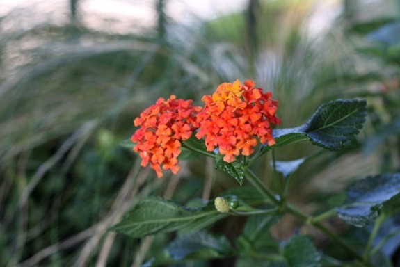 IMG_7309 (640x427)