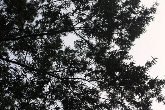 IMG_1562 (640x427) (2)
