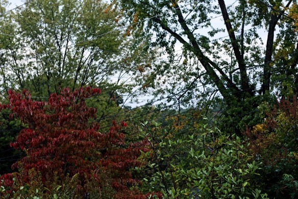 IMG_7017 (640x427)