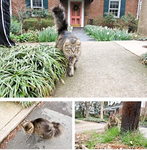 KittyBlog