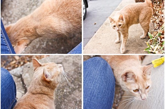 KittyTigerBlog