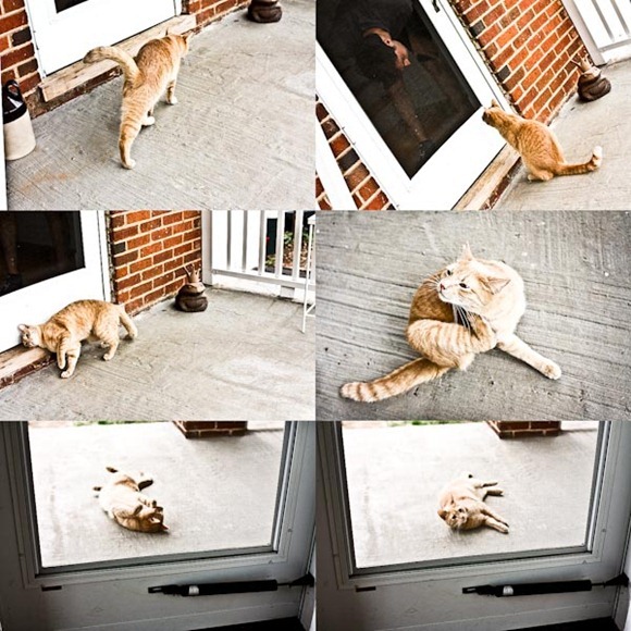 TigerBlog-2