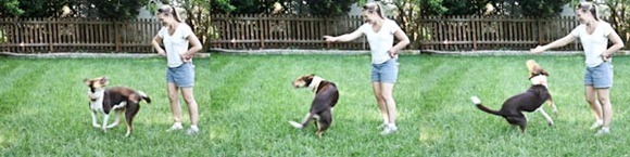DoggieswirlsBlog
