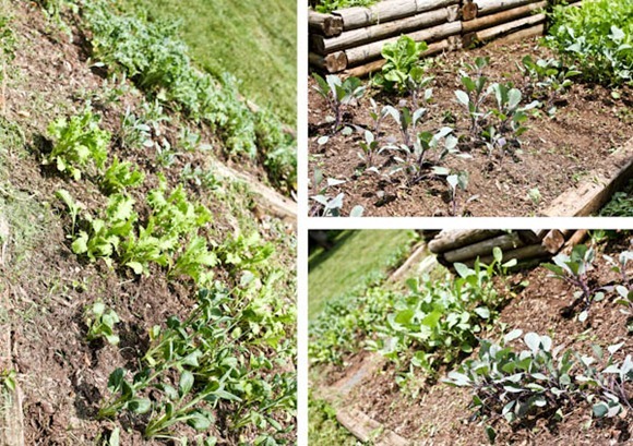 GardeniaBlog
