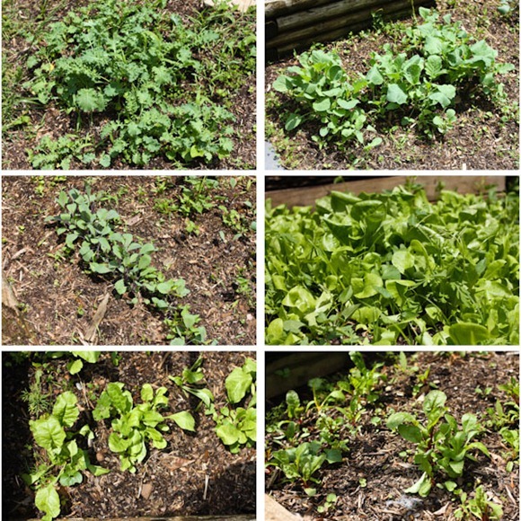 PlantsBlog