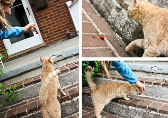 tigerstrawbsBlog