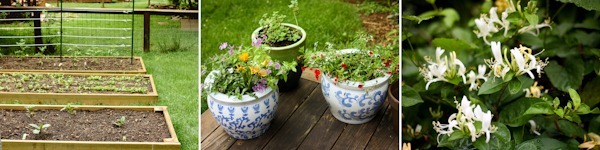 Plants