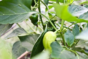 Foodblog-2406