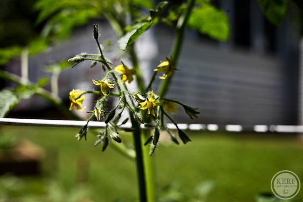 Foodblog-6242