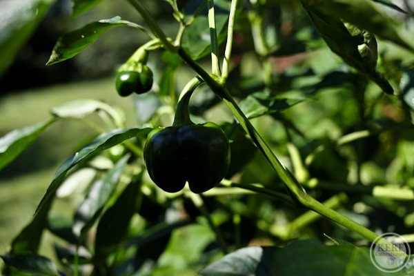 Foodblog-8849