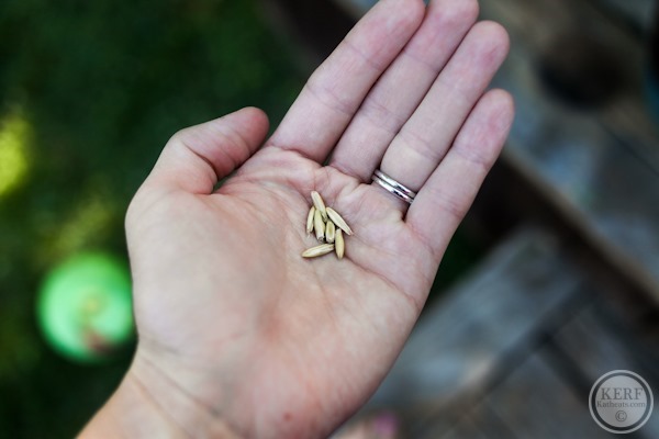 oat seeds in my palm