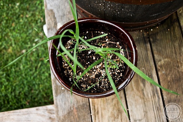 big oat plant sprouting