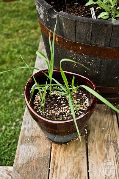 oats in a pot growing