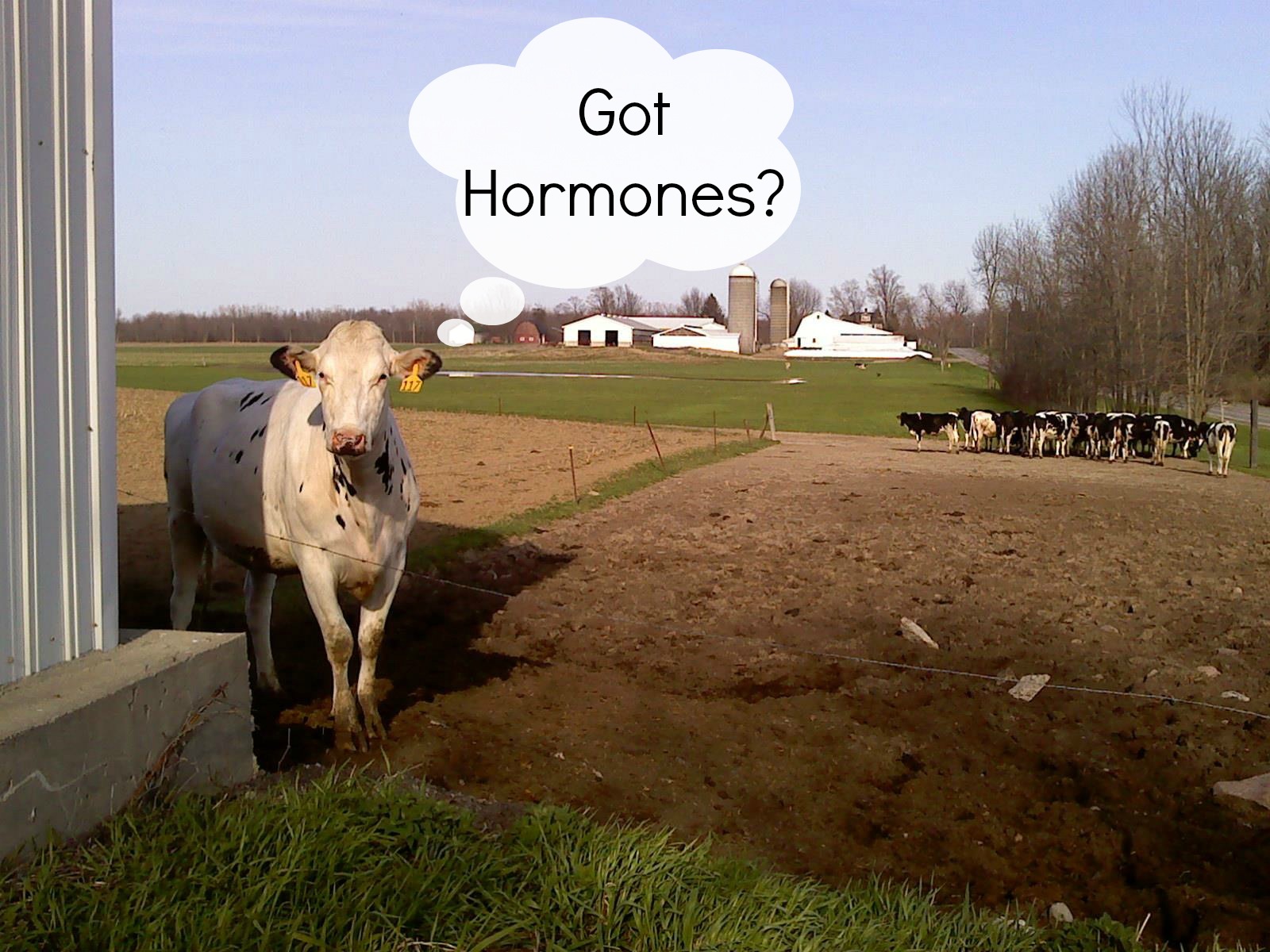 Got Hormones