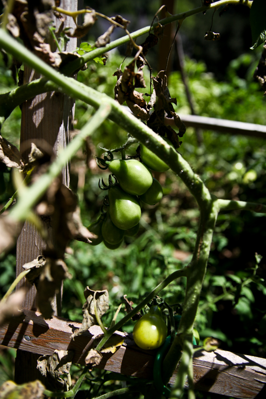 Foodblog (12 of 16)