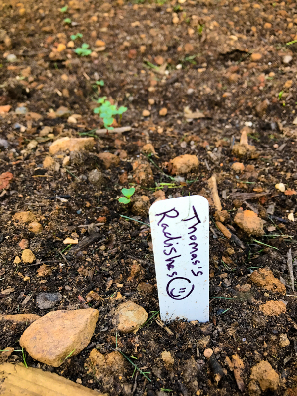 Beanstalk Seeds