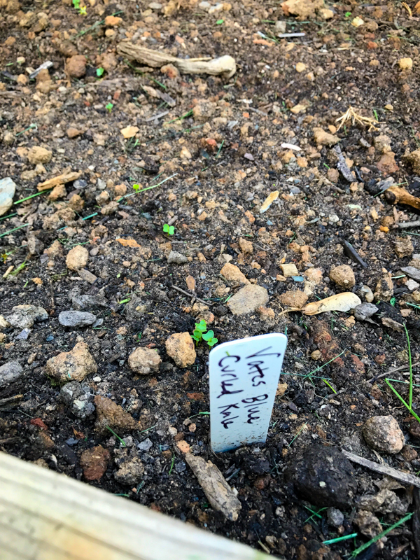 Beanstalk Seeds