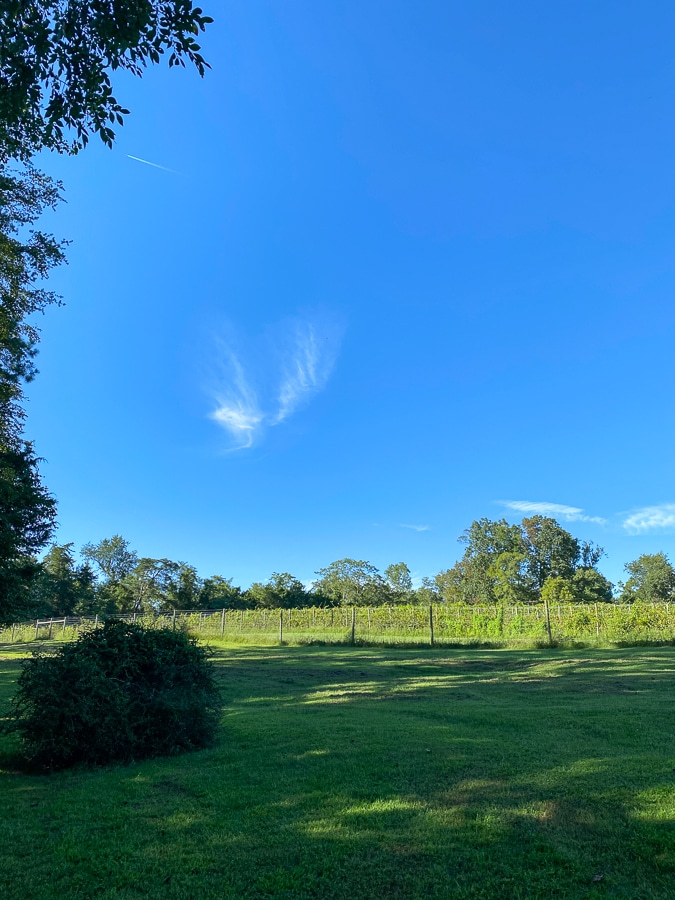 meriwether springs vineyard view