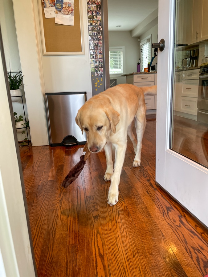 Gus with a pelty toy from Chewy