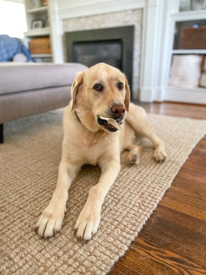 Lab eating raw hide in mouth from Chewy