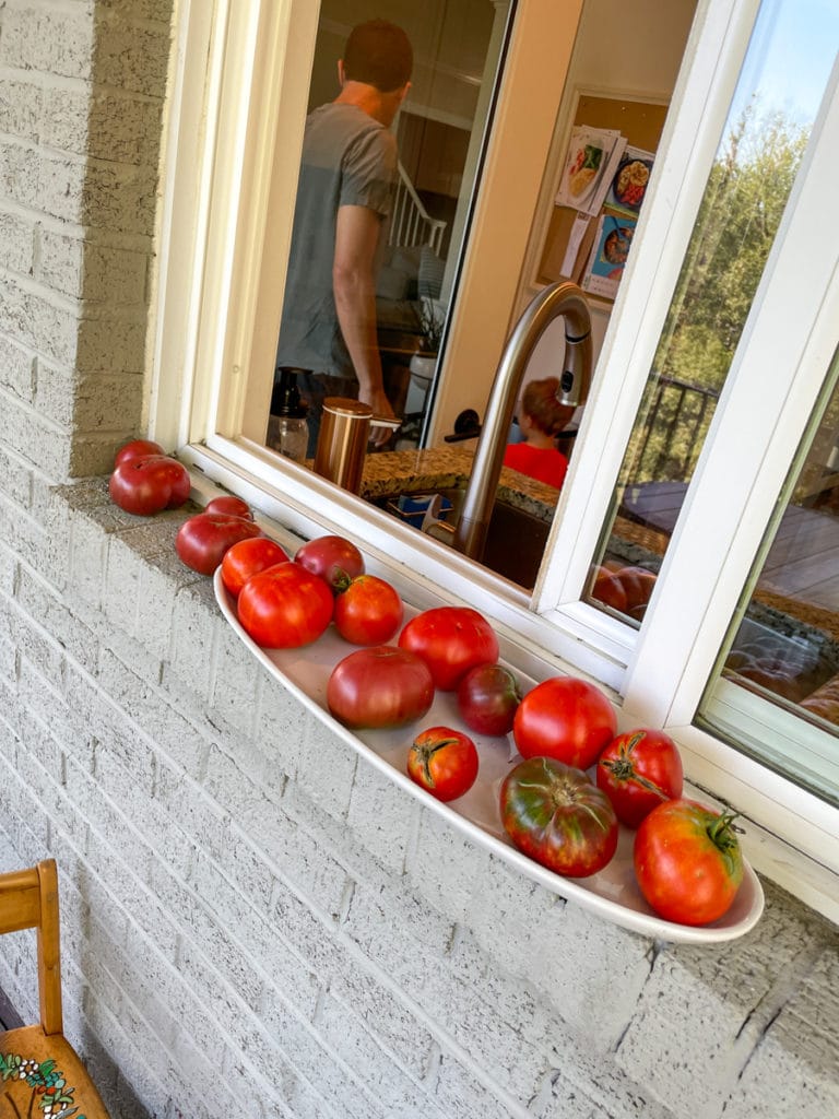 tomatoes from our garden
