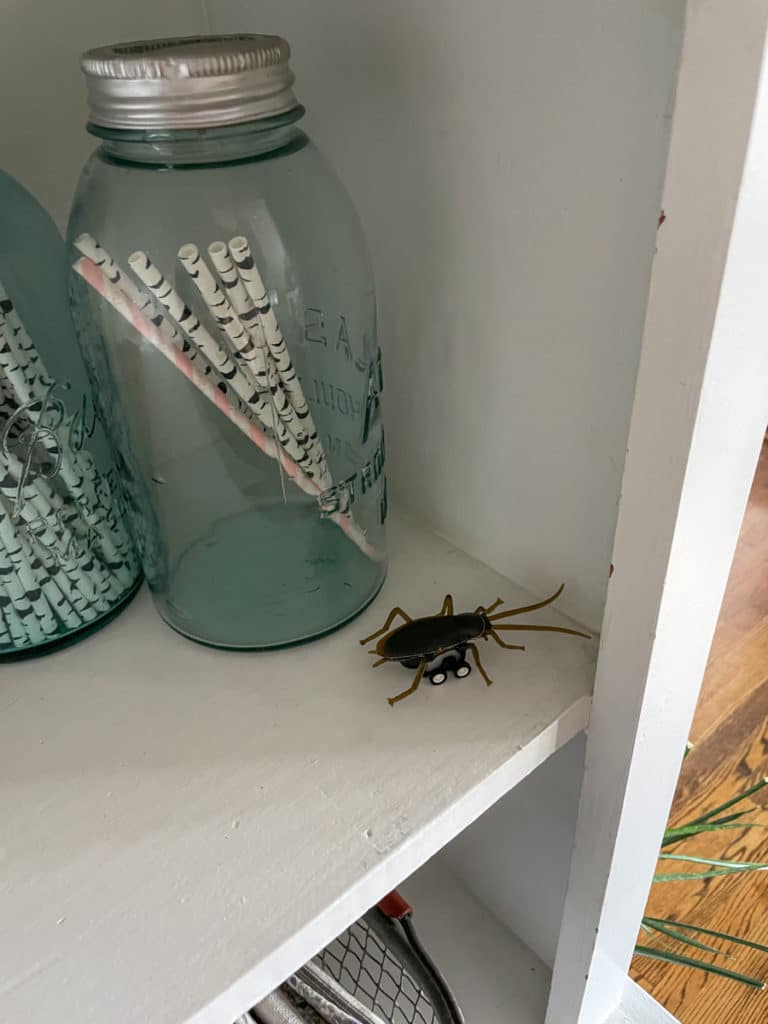 pet roach for Halloween