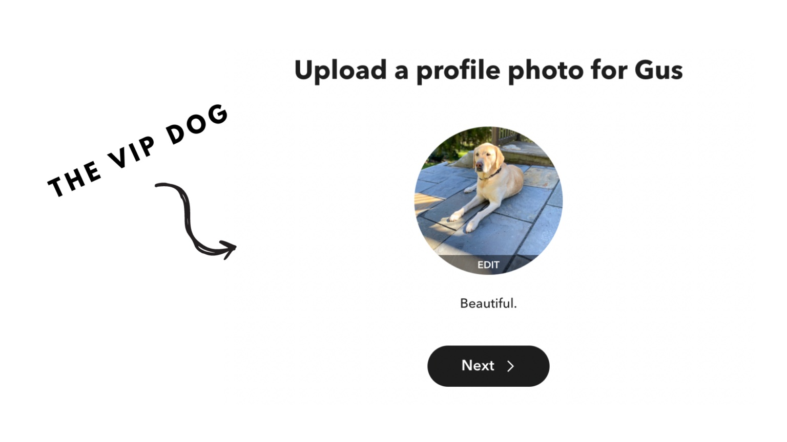 photo of the family dog