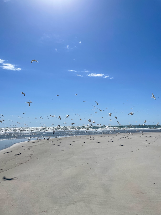 Shore Is Beautiful in Bald Head