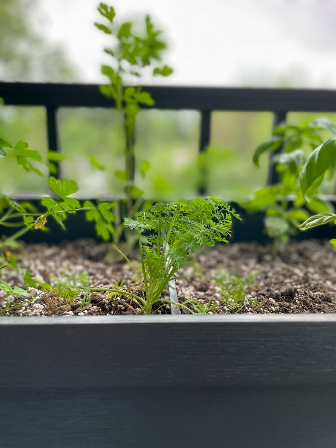 growing dill herbs at home