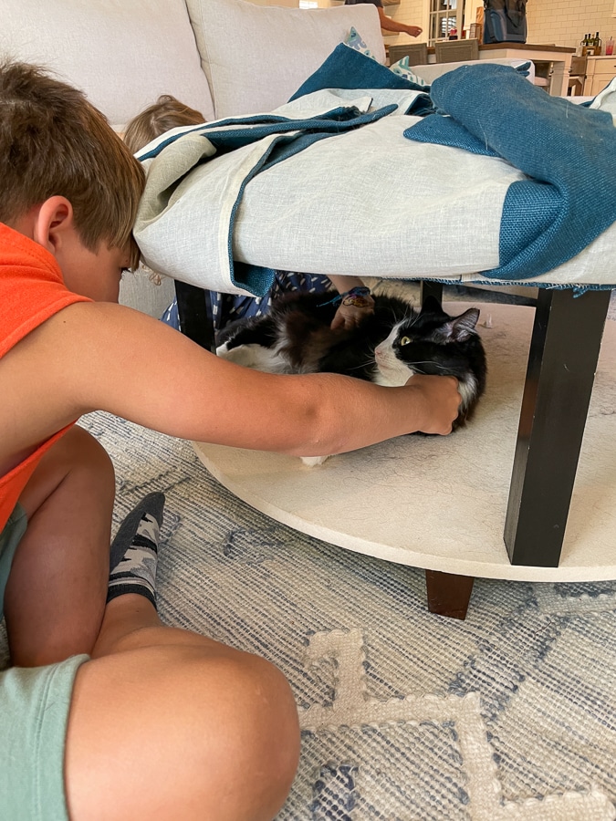 Boy playing with cat - Weekend in Charlotte
