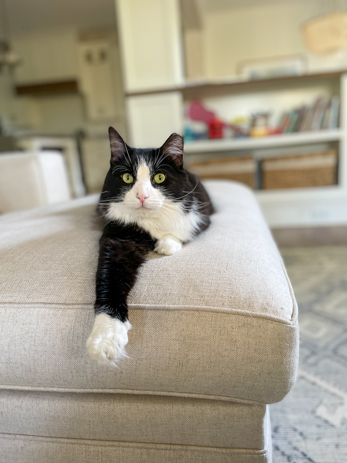 house cat