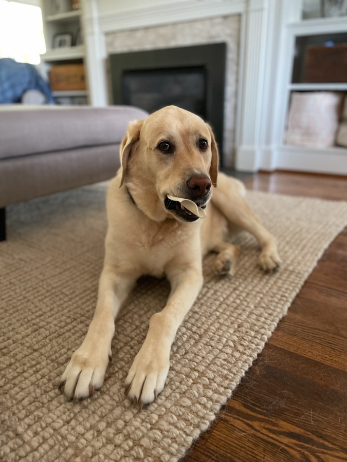 rug with dog hair