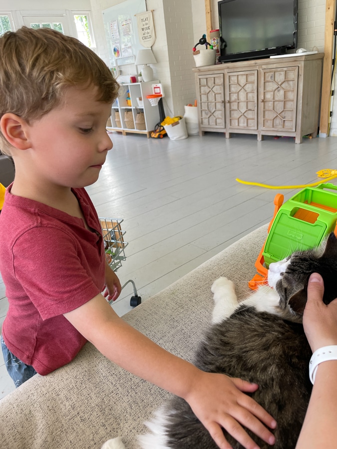 Little boy petting cat
