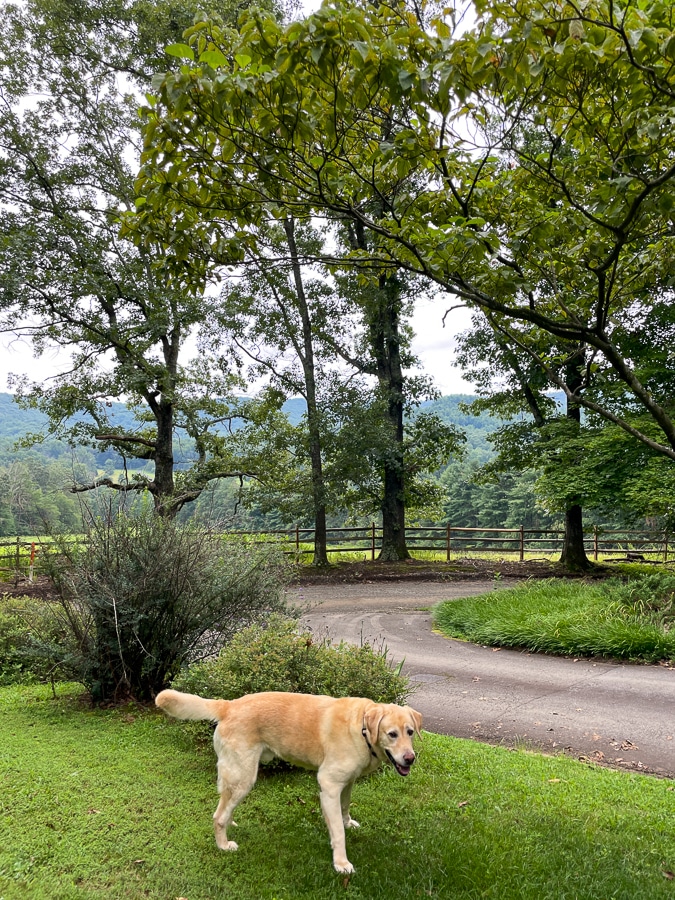 dog North Gardening