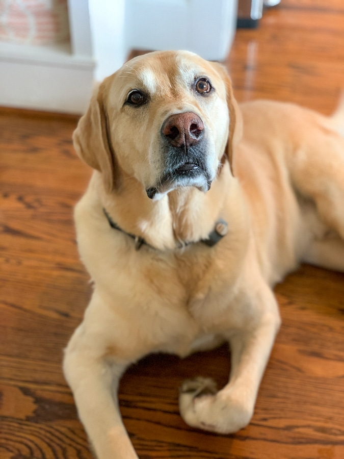 house dog