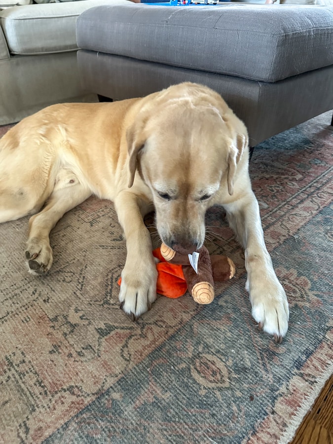 stuffed campfire for dog